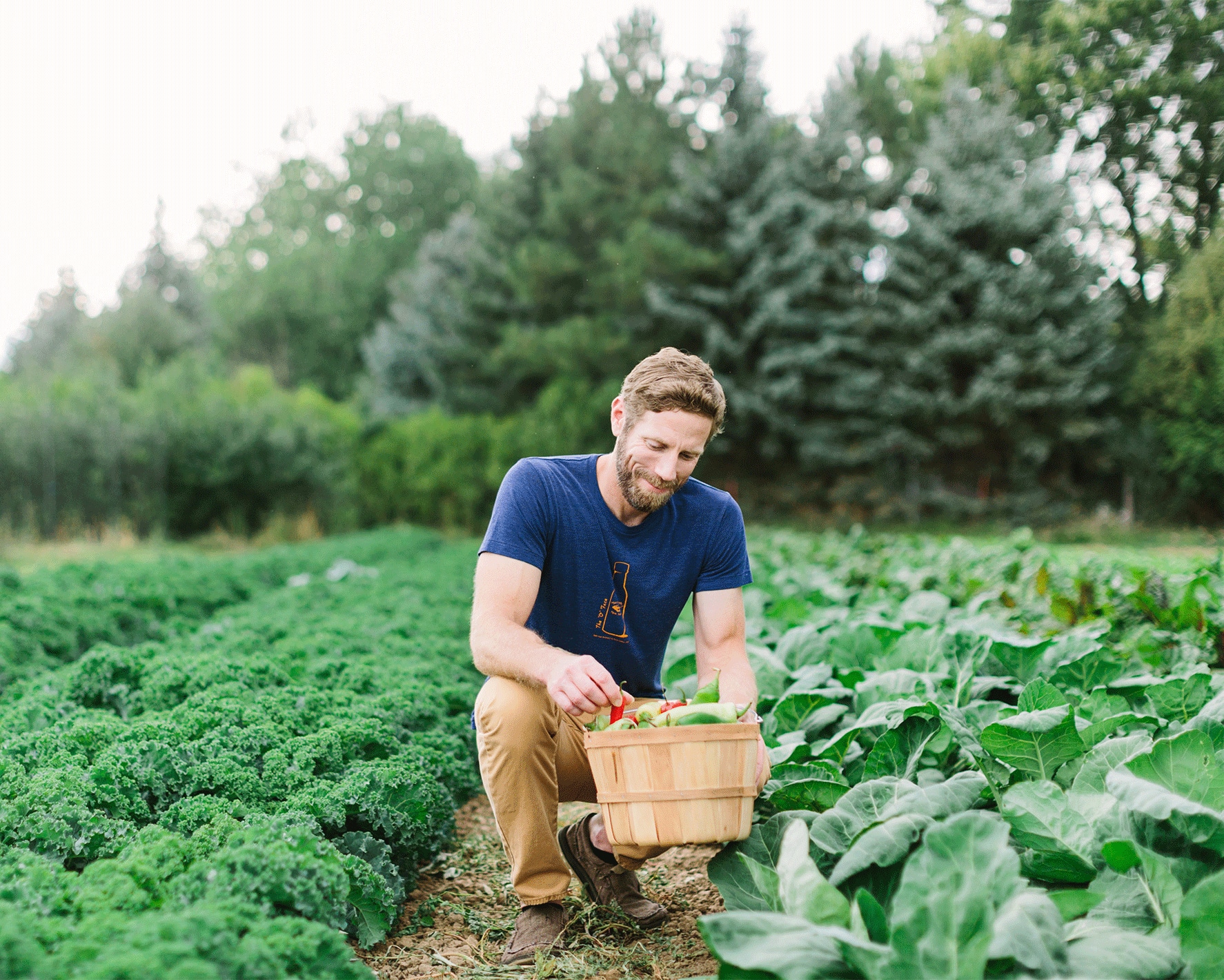 A gardener tends the vegetable crops